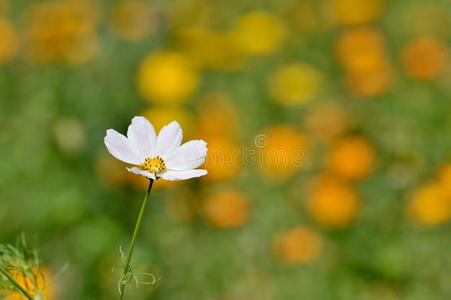 田野上的花