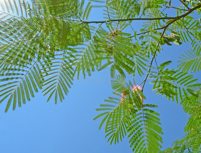 丝绸树