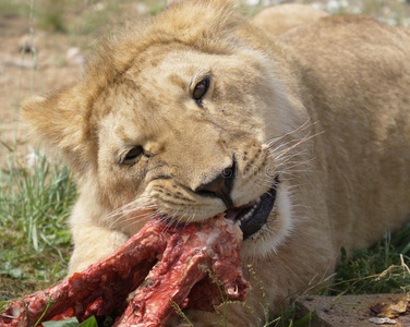 狮子座捕食者图片