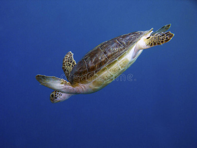 潜水乌龟