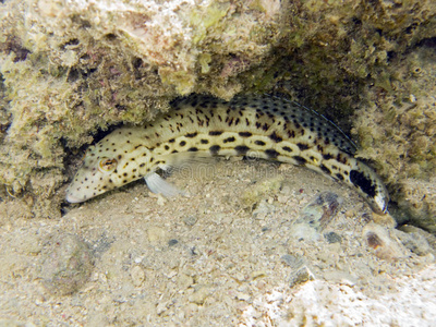 海洋生物:斑点沙鲈照片
