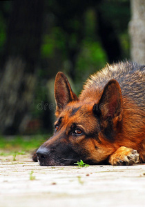 悲伤牧羊犬