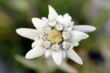 雪绒花