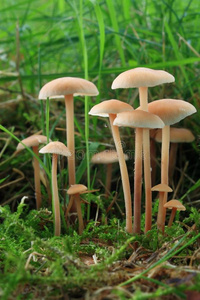 bialowieza 国家公园, podlasie,着色页大纲的卡通刺猬与篮蘑菇在草地