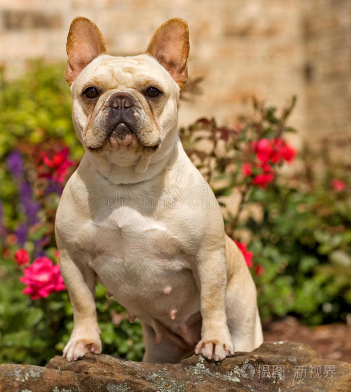 肌肉发达的法国斗牛犬