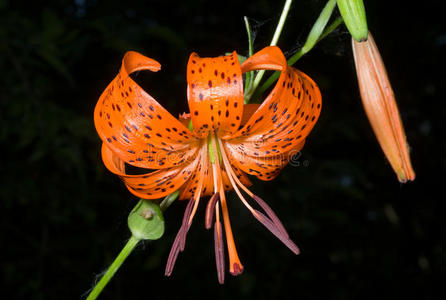 百合lilium pseudotigrinum2