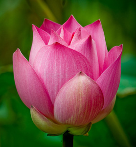 粉红色莲花关门图片