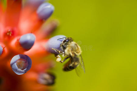 寻找花蜜的蜜蜂