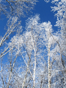 冬天。霜树