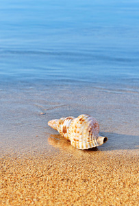 宁静海滩上的贝壳