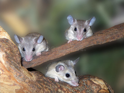 三只老鼠照片