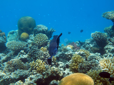 埃及水下红海斑月鱼图片