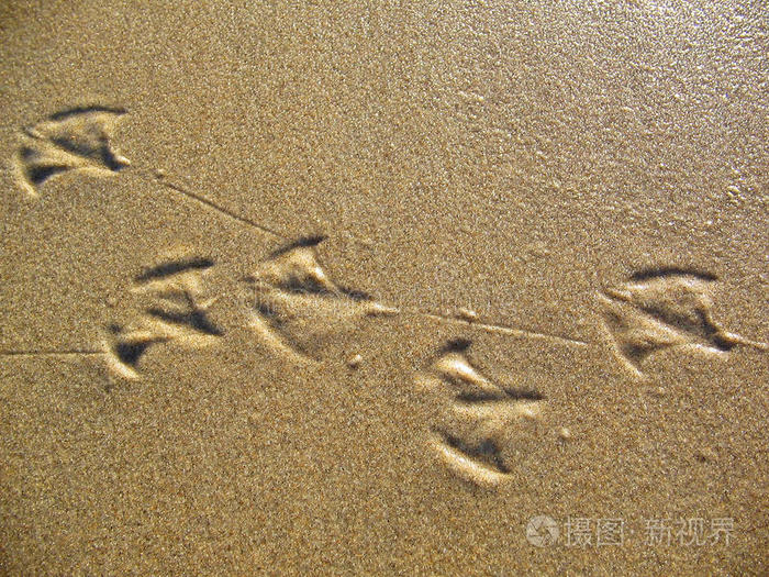 海鸥足迹