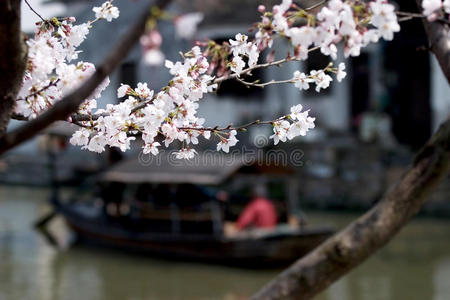 西塘桃花图片