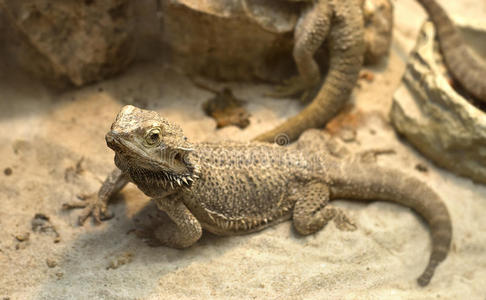 沙蜥蜴图片