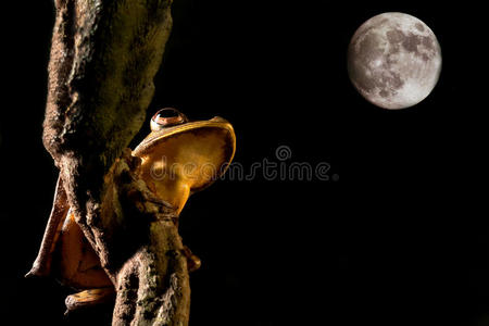 树蛙两栖动物与夜间月光图片