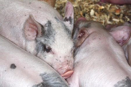 黑白相间的小猪在谷仓里睡觉照片
