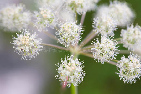 野生植物的花蕾