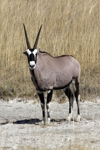 纳米比亚的一只宝石羚羊