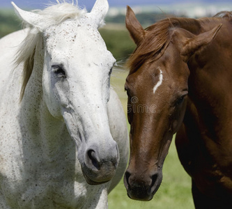 白色和棕色的马