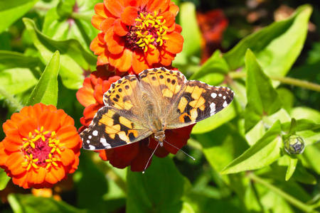 白芷花上的彩蝶图片