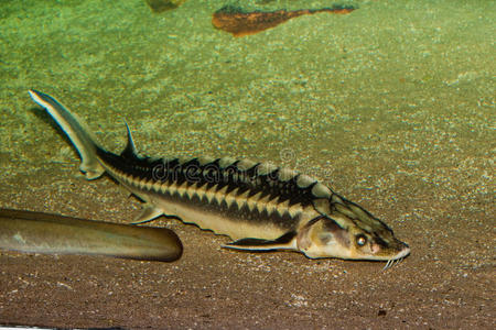 多瑙河鲟鱼图片