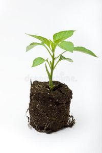 幼苗根图片