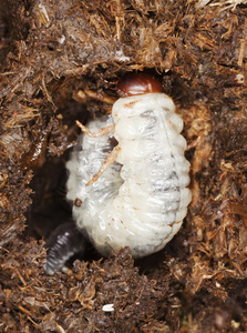 有寄生虫的粪甲虫幼虫。