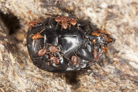 寄生在粪甲虫身上。