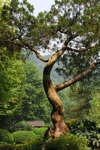 歪脖子树的图片