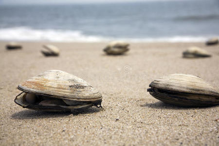 谷物海滩海滩上的蛤蜊照片