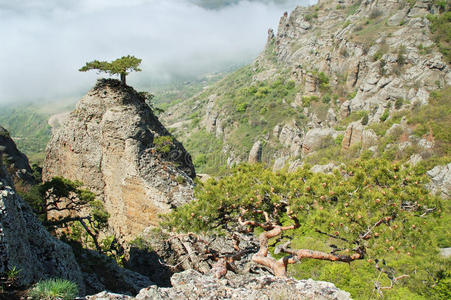 山上的松树