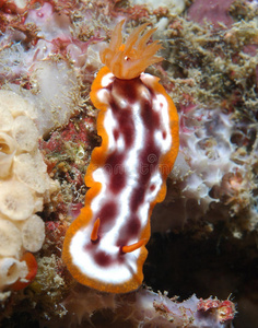 紫斑海螺