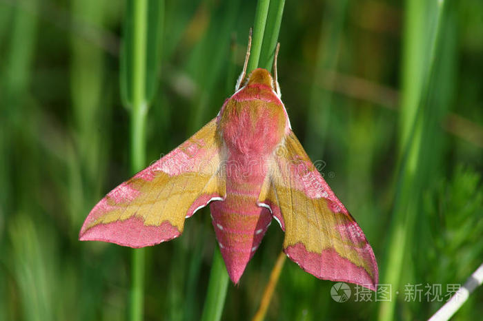 粉蛾deilephilaporcellus