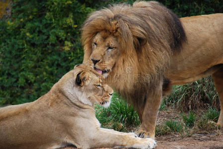 狮子给母狮梳毛图片
