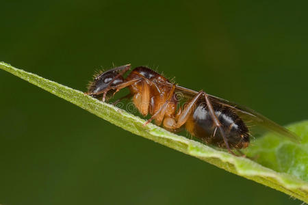 略带红色的雌性有翅膀的蚂蚁照片