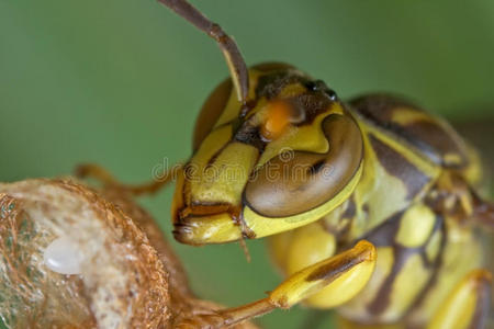 一只黄纸黄蜂在它的巢上保护它的蛋