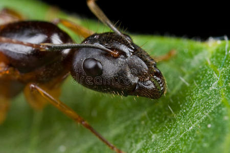 一只黑色的雌性有翅膀的蚂蚁,头部中枪照片