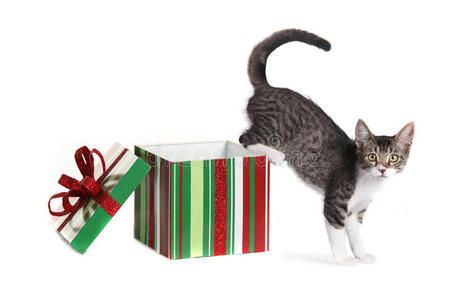 礼品盒里的圣诞小猫