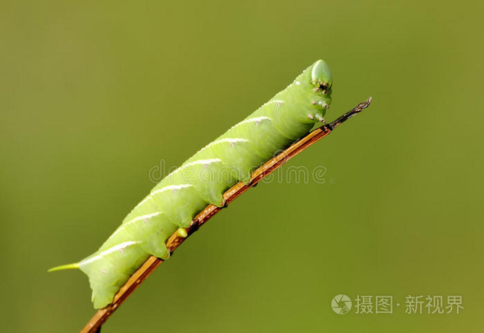 毛毛虫绿
