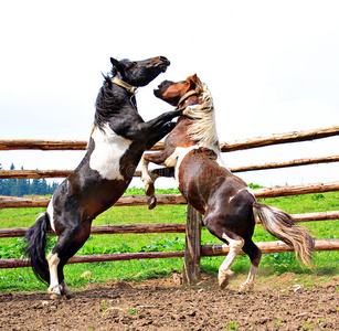 两匹马打架
