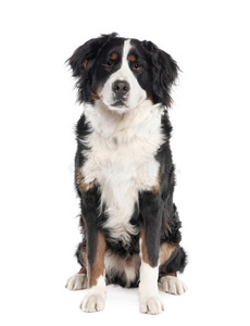 白底伯尔尼山狗白底猫狗白底比格犬室白底雪纳瑞白底西伯利亚哈士奇犬