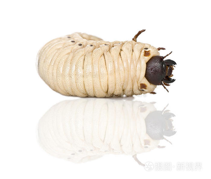 大力士甲虫幼虫