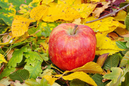 放在秋地上的红苹果