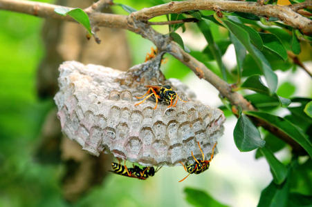 黄蜂巢