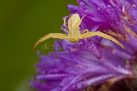 紫色豪猪花上的一只金色蟹蛛