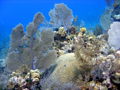 美丽的珊瑚头
