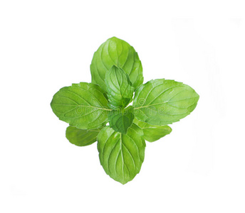 新鲜绿薄荷照片