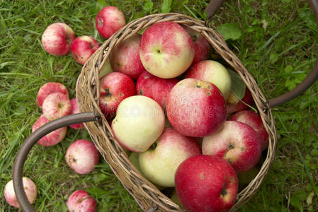 水果 季节 倍数 收获 落下 苹果 美女 篮子 农场 秋天