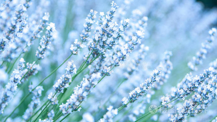 近看白色薰衣草花田野丁香